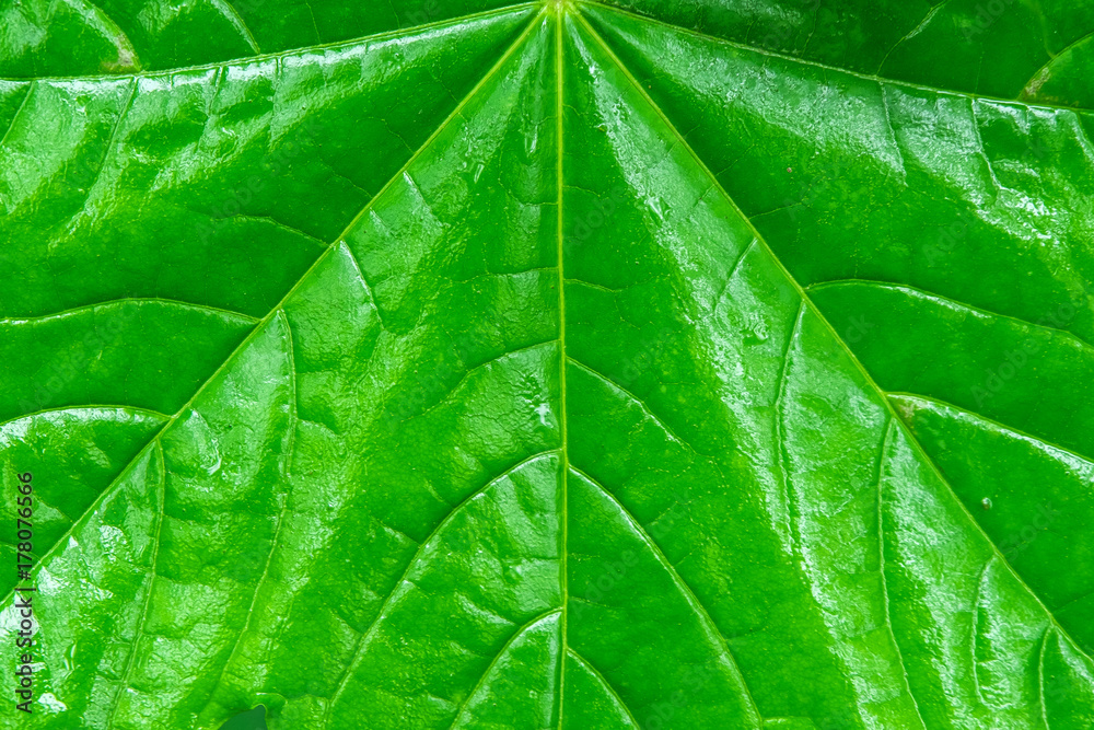 Green leaf texture. Leaf texture background Green leaf texture. Leaf texture background