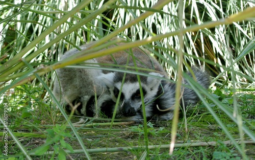 lemur
