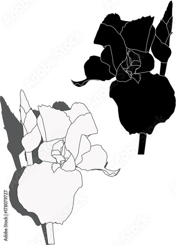 Fototapeta Naklejka Na Ścianę i Meble -  black and white iris silhouettes