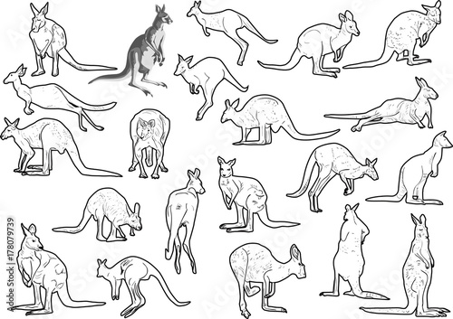 set of twenty one kangaroo on white