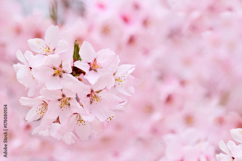 Flowers Japanese cherry on blurred background cherry blossoms. Flowers Japanese cherry on blurred background cherry blossoms.