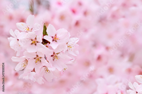 Flowers Japanese cherry on blurred background cherry blossoms.