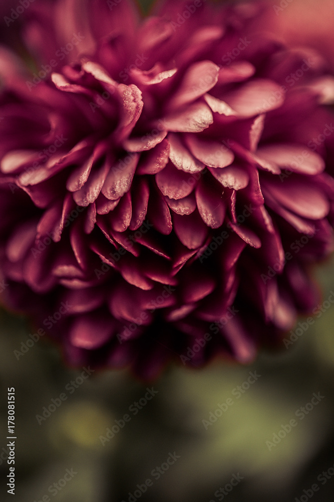 Close up of purple chrysanthemum Close up of purple chrysanthemum