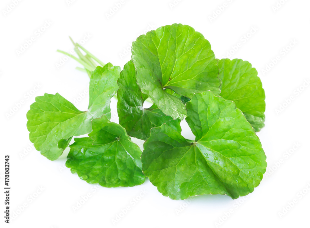 Closeup leaf of Gotu kola, Asiatic pennywort, Indian pennywort on white background with water drop, herb and medical concept, selective focus Closeup leaf of Gotu kola, Asiatic pennywort, Indian pennywort on white background with water drop, herb and medical concept, selective focus