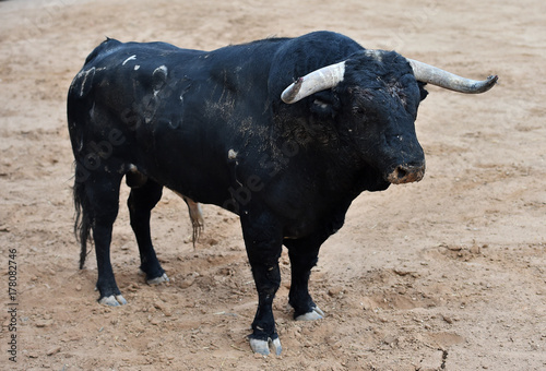 spanish bull