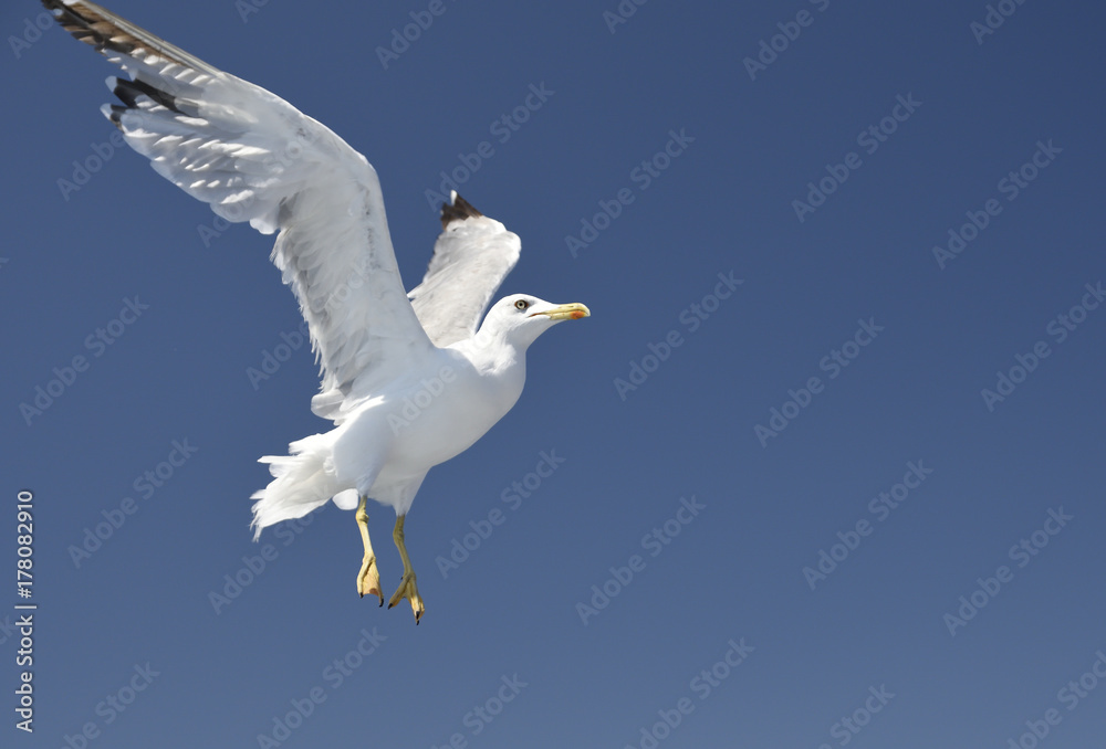 Flying seagull with a blue sky in background Flying seagull with a blue sky in background
