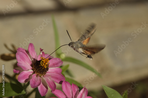 Flying Hawk moth (Sphingidae) sucking from stamens