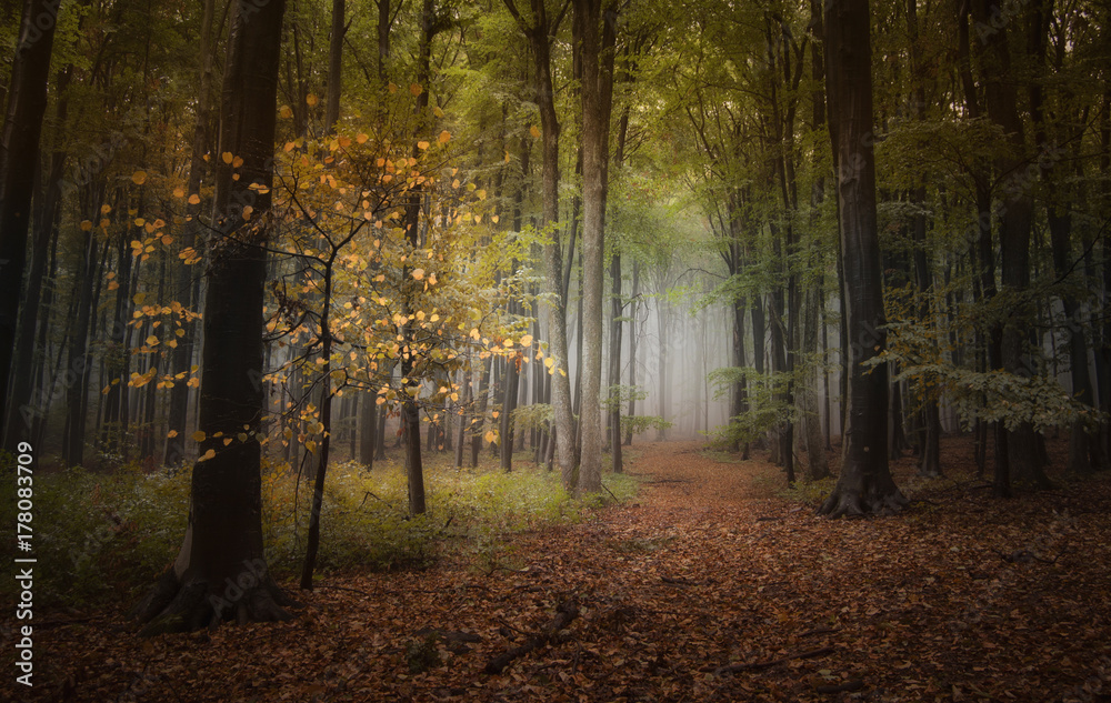 path through forest in autumn