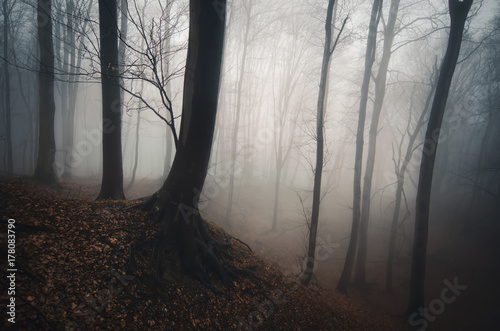 dark misty forest background