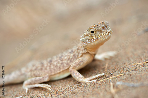 Phrynocephalus mystaceus. Phrynocephalus mystaceus is a species of agamid lizard. photo