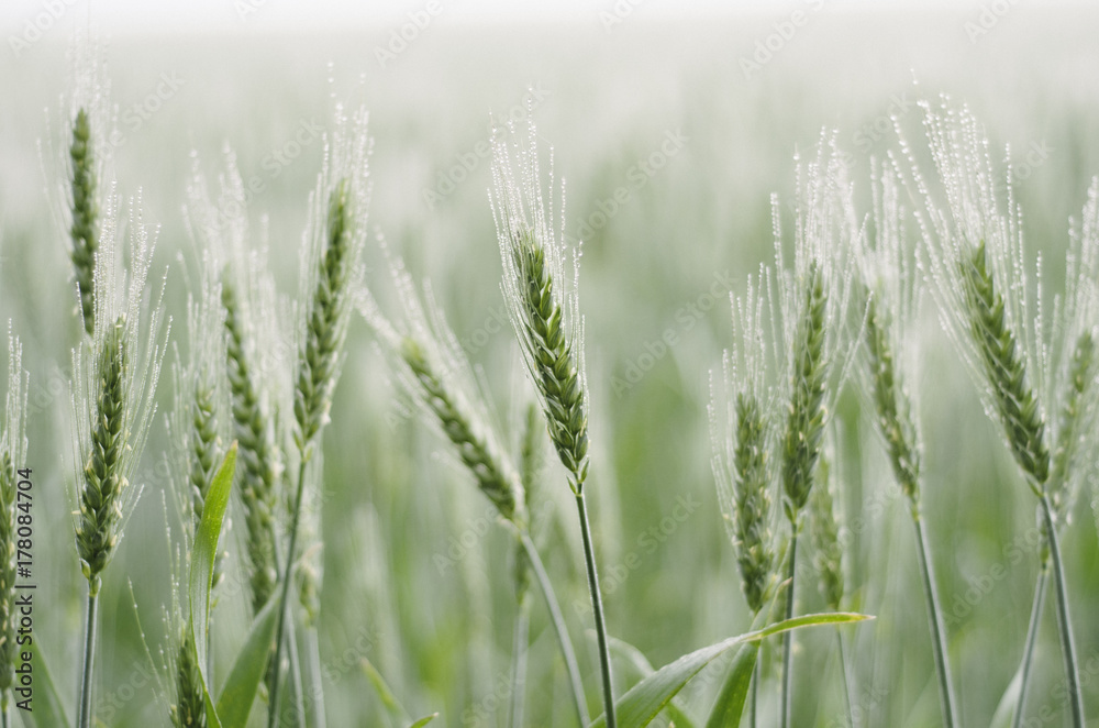 Row of Green Wheat Dampened by a Morning Fog Row of Green Wheat Dampened by a Morning Fog