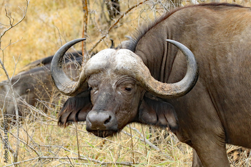 Healthy Cape Buffalo in the Thornybush Private Game Reserve in South Africa