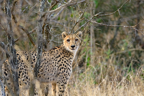 A female cheetah is calling her cubs right after a kill.