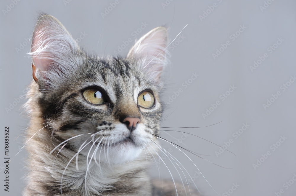 Obraz premium Cute Kitten Close-Up