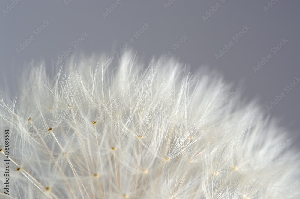 Obraz premium White Dandelion (Taraxacum Officinale) Flower Macro on Grey Background
