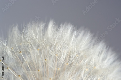 White Dandelion (Taraxacum Officinale) Flower Macro on Grey Background