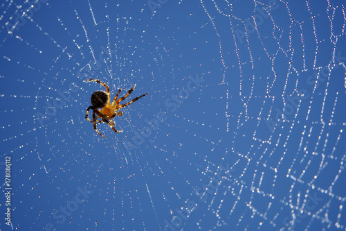 Fotografi Toile d'araignée en contre-jour avec des gouttes d'eau