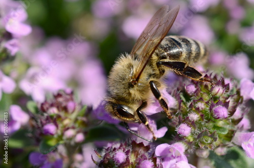 Bee on thyme