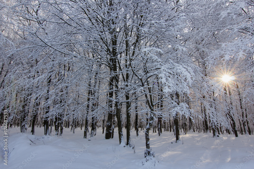 Fototapeta premium Snowy winter forest landscape