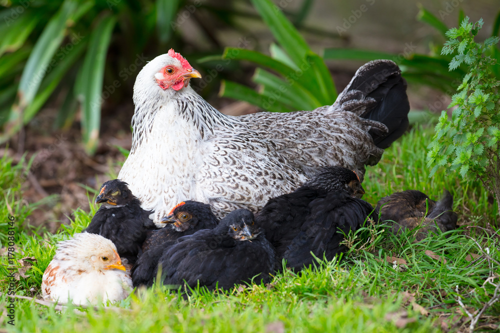 A Brood of Chickens Stock Photo Adobe Stock