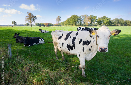 Dutch cows © Robert Hoetink