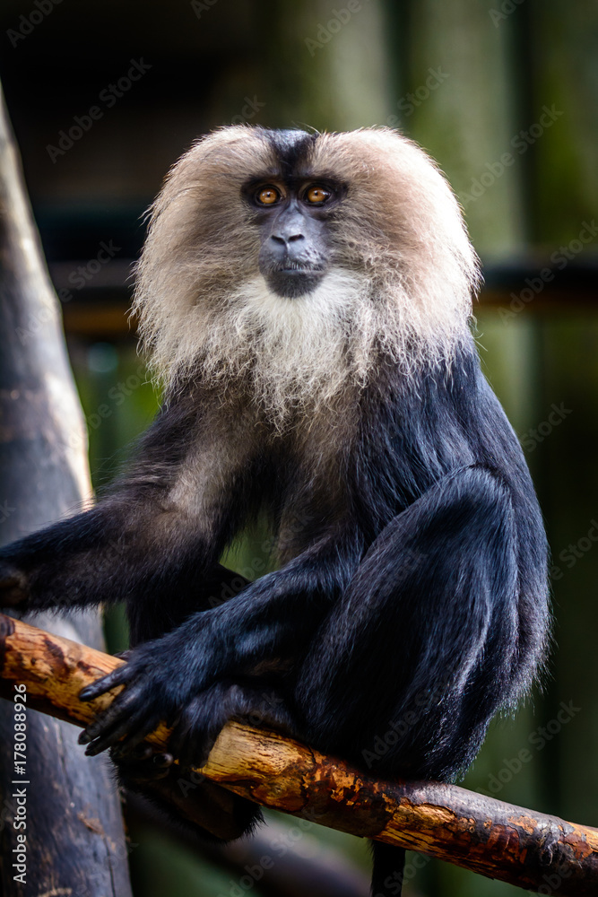 Obraz premium Male lion-tailed macaque