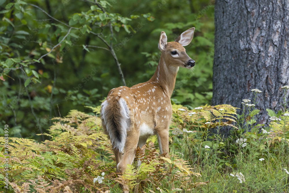 White-tailed Deer fawn in a forest clearing - Ontario, Canada White-tailed Deer fawn in a forest clearing - Ontario, Canada