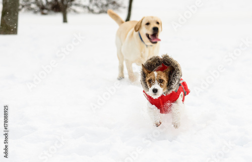 Two happy dogs playing on snow at winter off leash park