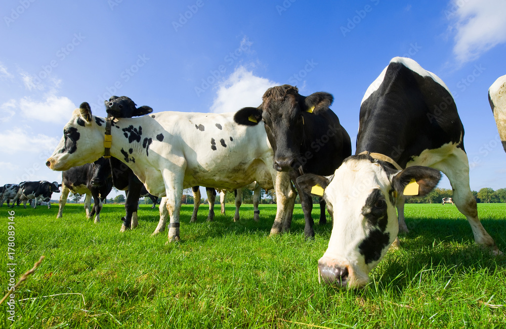 Dutch cows