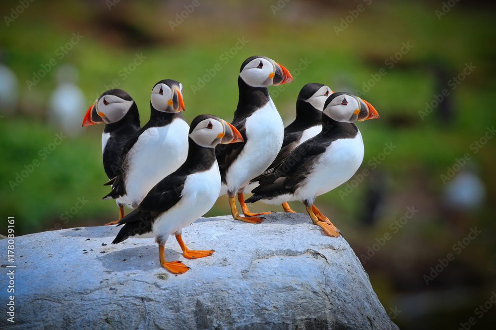 Fototapeta premium Atlantic Puffin