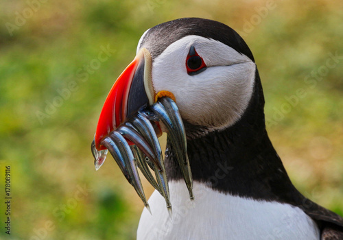 Atlantic Puffin
