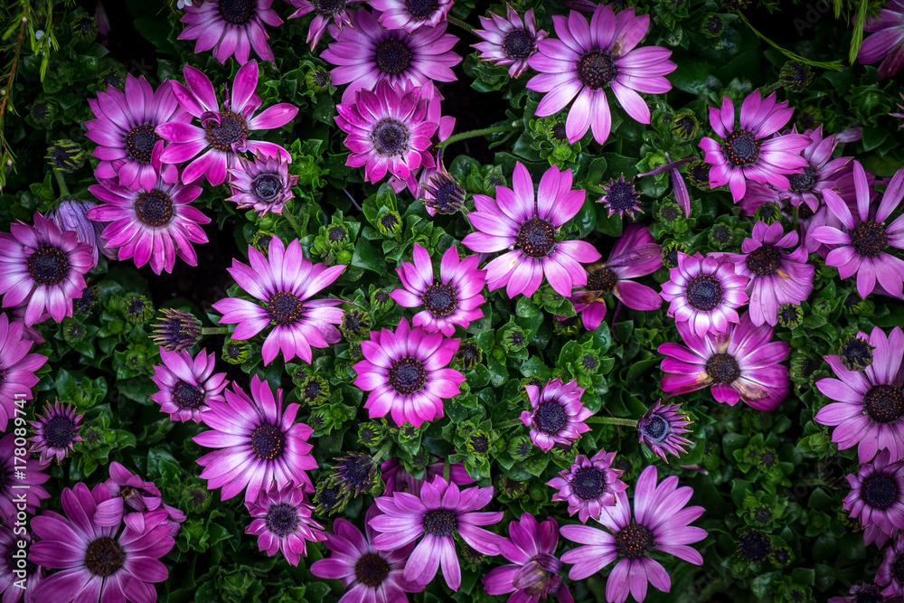 Beautiful blossomed purple flowers background Beautiful blossomed purple flowers background