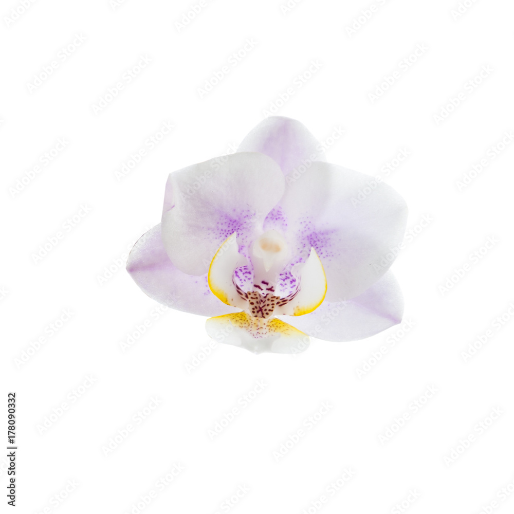 Orchid  isolated on white background.