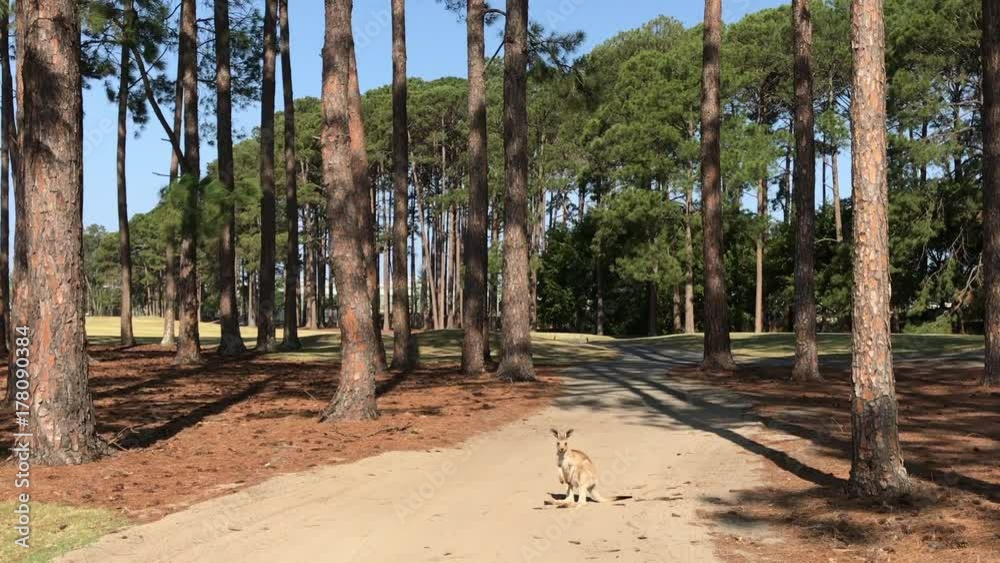 joey kangaroo in the between pine trees joey kangaroo in the between pine trees