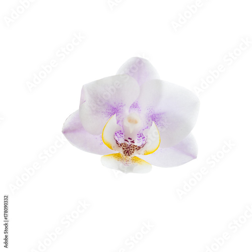 Fototapeta Naklejka Na Ścianę i Meble -  Orchid  isolated on white background.