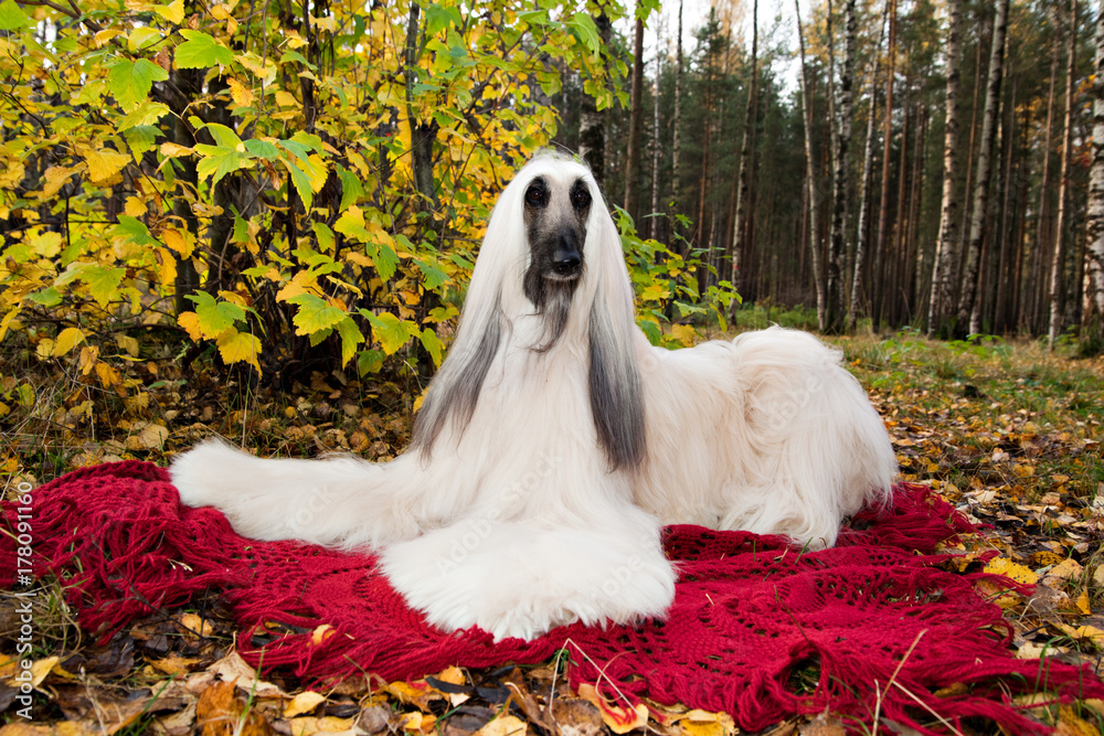 Dog breed dog Afghan Hound on a red blanket in the autumn forest Dog breed dog Afghan Hound on a red blanket in the autumn forest
