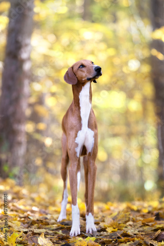 beautiful red azawakh dog standing in an autumn forest