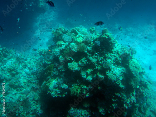 real photo, real color from underwater. Red sea