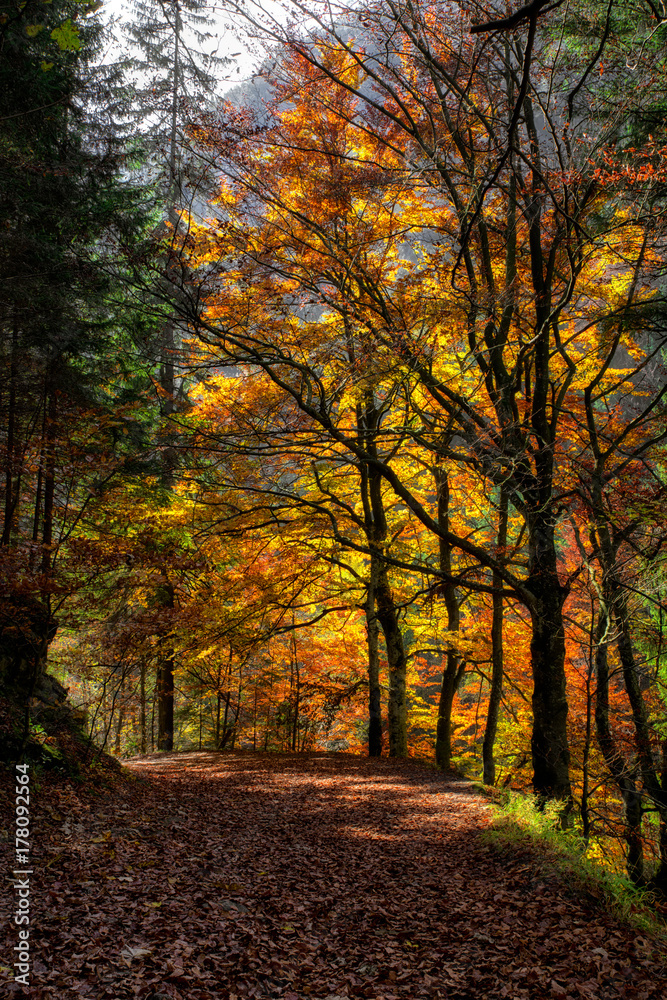 Obraz premium Kolorowy jesienny las