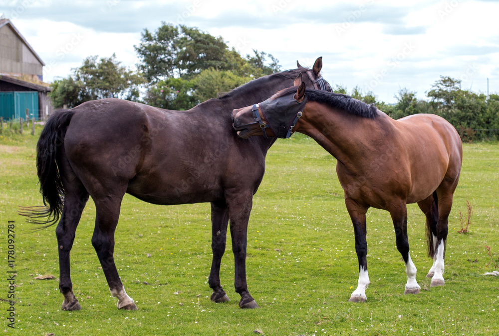 horses in the pasture