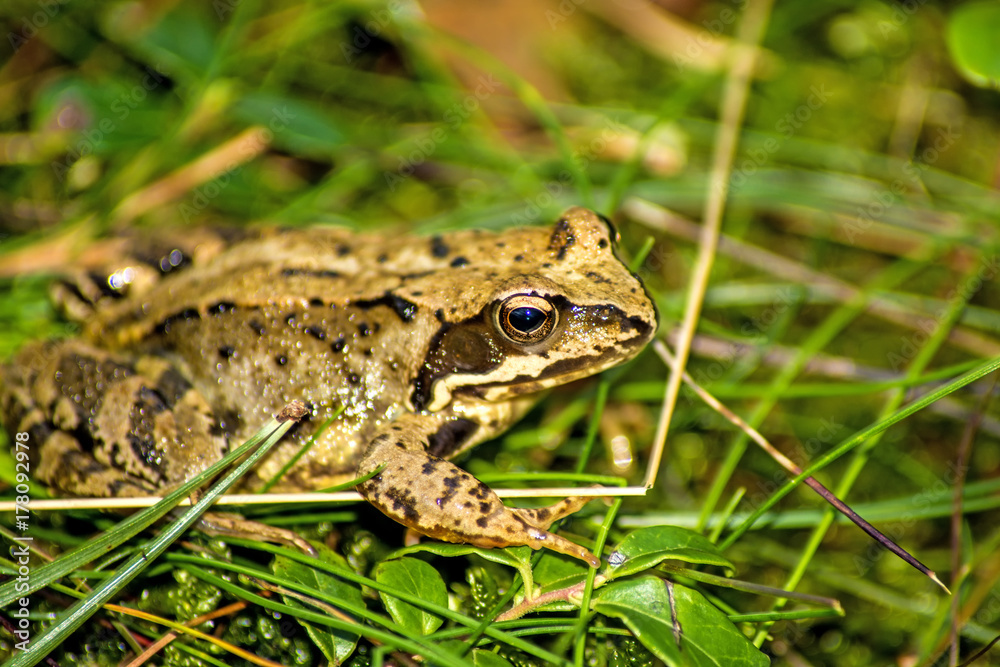 Springfrosch, Rana dalmatina, in einem Wald in Polen Springfrosch, Rana dalmatina, in einem Wald in Polen