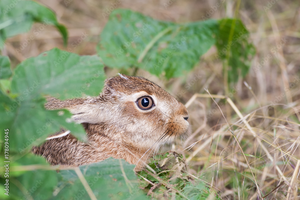 Fototapeta premium Feldhase (Lepus europaeus)