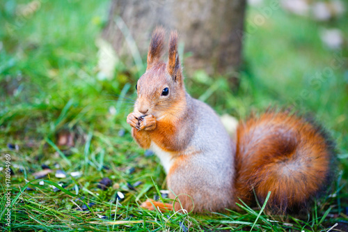 squirrel in park © DragoNika