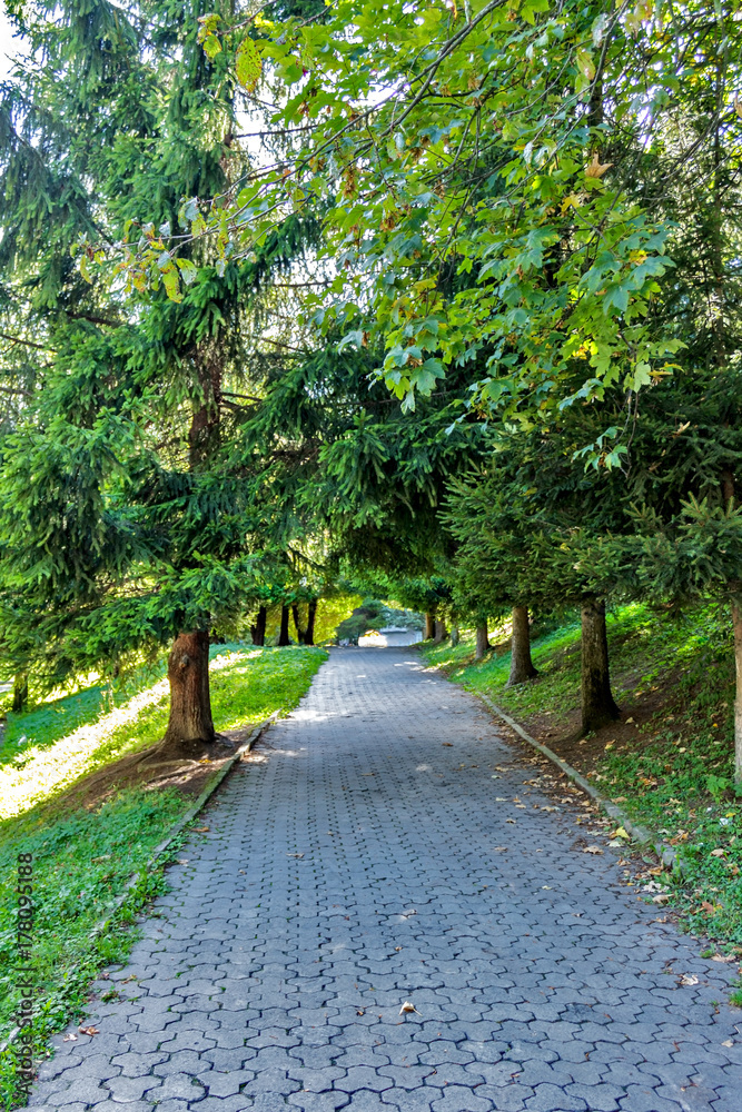 Beautiful Green Forest In Summer. Countryside Road, Path, Way, Lane, Pathway On Sunny Day In Spring Forest. Sunbeams Pour Through Trees Beautiful Green Forest In Summer. Countryside Road, Path, Way, Lane, Pathway On Sunny Day In Spring Forest. Sunbeams Pour Through Trees