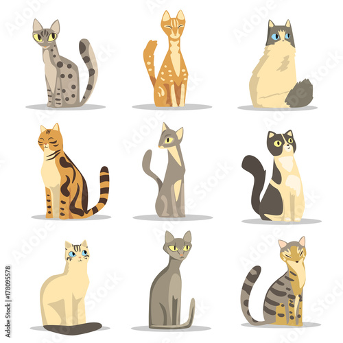 Collection of different cats breeds, cute pet animal vector Illustrations