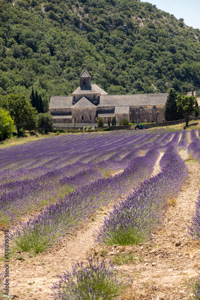 Senanque Abbey or Abbaye Notre-Dame de Senanque with lavender field in  bloom, Gordes, Provence, France Stock Photo | Adobe Stock