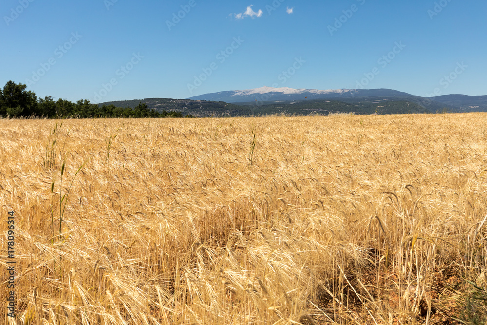 Cornfield and lavender fields near Sault and Mont Ventoux in the background. Provence, France