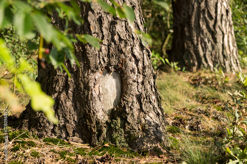 Liebeserklärung der Natur