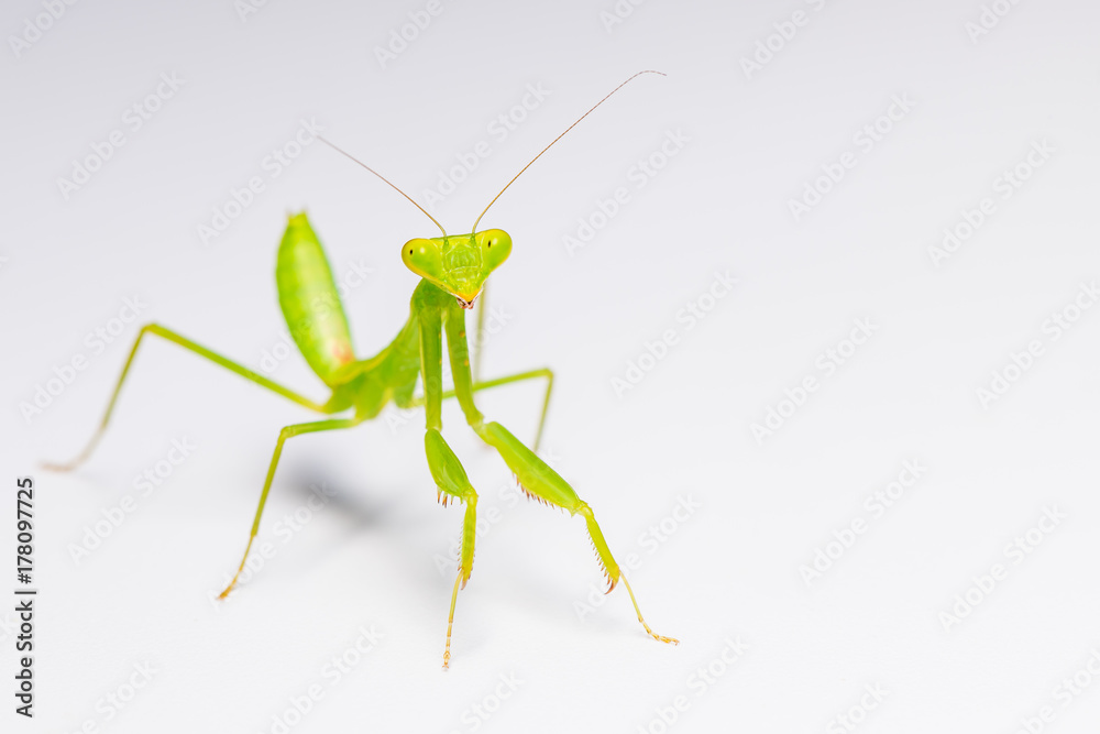 The praying mantis in various gestures. The praying mantis in various gestures.