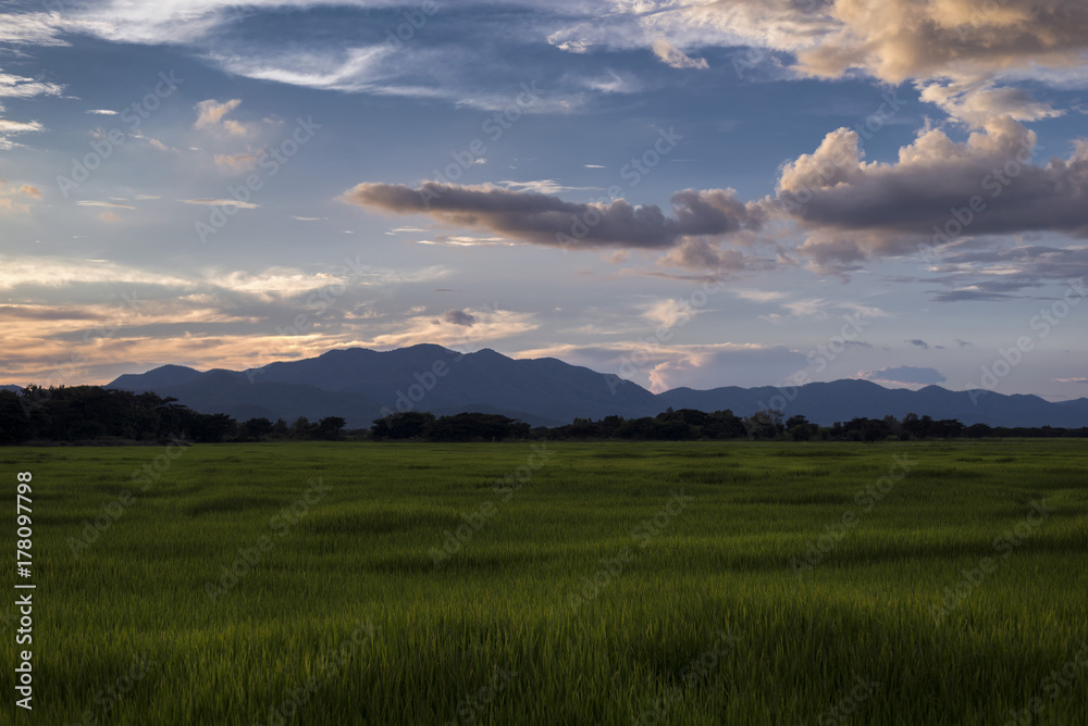 Endless rice paddies with mountain backdrop at sunset in Phayao, Thailand